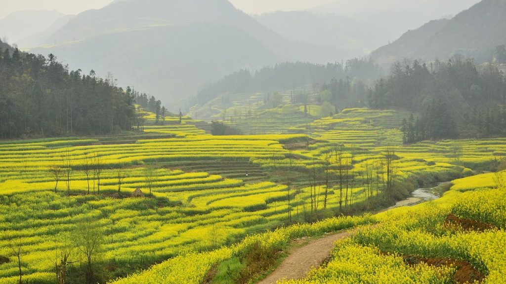 Rapeseed flower fields in Luoping, Yunnan, China in spring